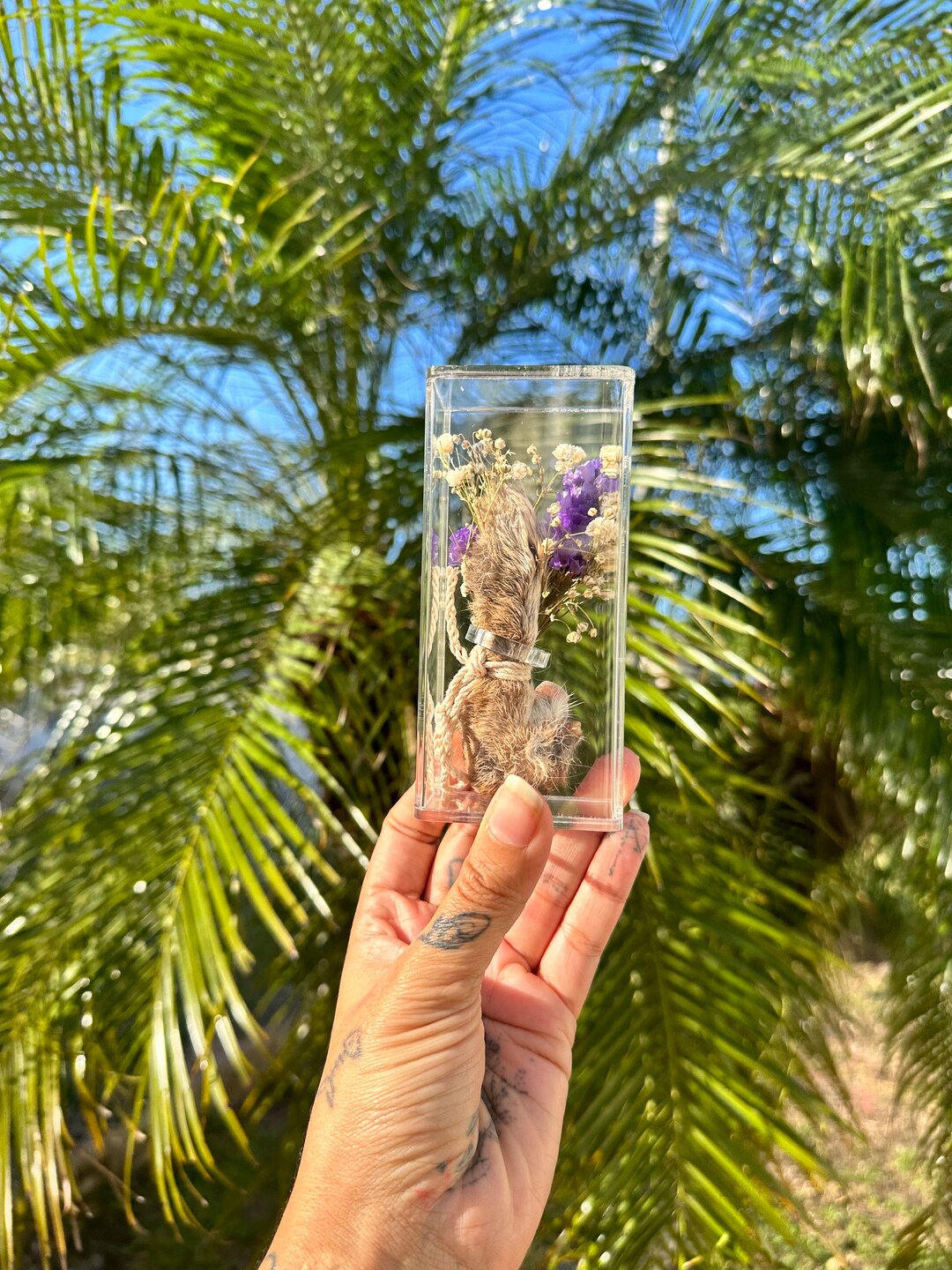 Oddities Cased Rabbit Foot - Etsy