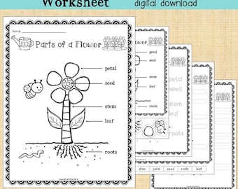 Parts of a Flower Coloring Worksheet | Biology Science No Prep