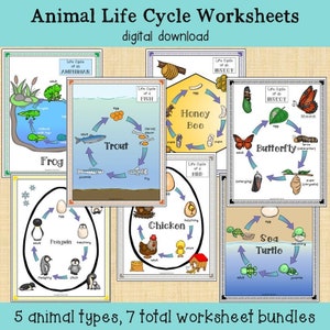 Animals Life Cycle Worksheet Bundle | Bird, Insect, Amphibian, Reptile, Fish