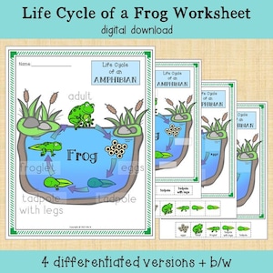 Life Cycle of an Amphibian - Frog Printable Worksheet