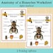 Anatomy of an Insect - Honeybee Printable Worksheet - Etsy