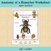 Anatomy of an Insect - Honeybee Printable Worksheet - Etsy
