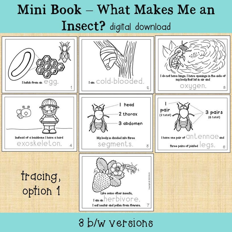 What Makes Me an Insect? Honeybee Mini Coloring Book Printable - Etsy