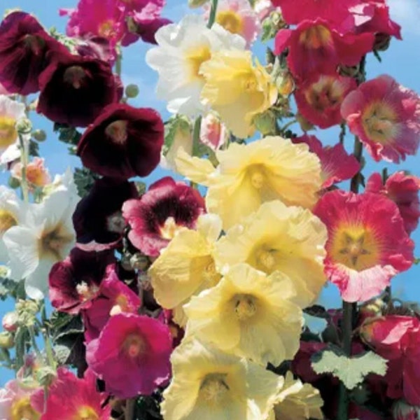 20 Hollyhock Seeds (country romance mix)