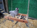 Customized Rustic Chicken Swing for Hens in Coop - Chicken Coop Decor-Chicken Coop accessories - Bird Perch-Farmers Gift-Chicken Swing Toys