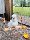 Personalized Chicken Swing Toy for Coop-Chicken Swing Handmade-Chicken Coop accessories-Roost Bar toy-Farmers Gift-Wooden Chicken Gym Custom