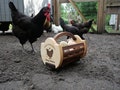 Egg Basket Customized Made from Hard Maple and Walnut-Garden basket-Vegetable basket-Backyard Chickens-Chicken Coop Decoration-Gift for her