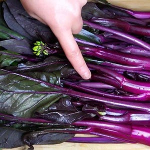 5g/1200pcs Purple Chinese Kale Seeds, Choy Sum Hon-Tsai Brassica Seeds, 红菜苔/白菜苔种子