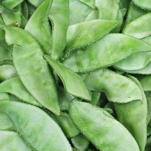 Hyacinth Bean Seeds: Green Lablab Indian Broad Beans (5g/10pcs)