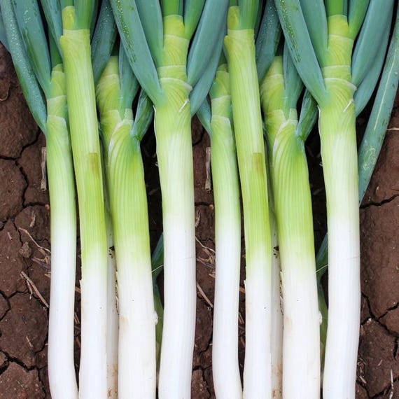 800pcs Giant Green Onion Seeds: Zhangqiu King Variety - Etsy