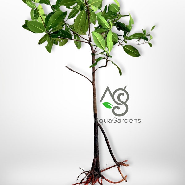 AQUAGARDENS | 40” Red Mangrove Rhizophora tree Easy Live Aquarium Plant