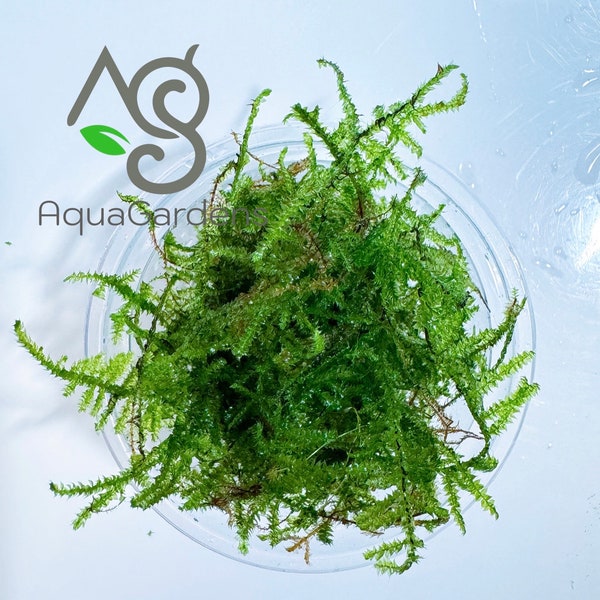 BUY2GET1FREE | Christmas Moss (Vesicularia montagnei) - 4oz cup