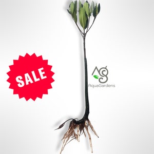BUY2GET1FREE | Red Mangrove Rhizophora with roots  Easy Live Aquarium Plant