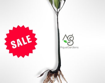 BUY2GET1FREE | Red Mangrove Rhizophora with roots  Easy Live Aquarium Plant