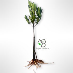 BUY2GET1FREE | 30” Red Mangrove tree Rhizophora Easy Live Aquarium Plant