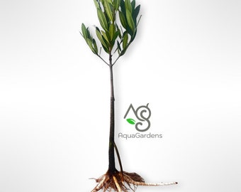 BUY2GET1FREE | 30” Red Mangrove tree Rhizophora Easy Live Aquarium Plant