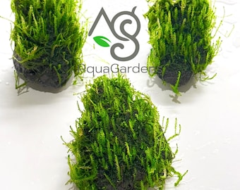 Set of 3 Java Moss on Lava Rock (Taxiphyllum Barbieri)