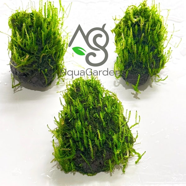 Set of 3 Java Moss on Lava Rock (Taxiphyllum Barbieri)