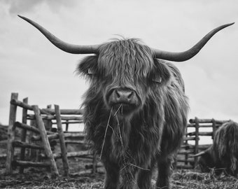 Impressão digital de vaca das Terras Altas | Arte de parede em preto e branco para estilo fazenda | Impressão rústica de vaca | Download instantâneo