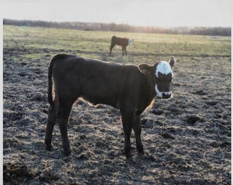 Calf on the farm Digital Picture - Photo