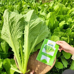 Asian vegetable - Green leaf Mustard - Cải bẹ xanh mỡ