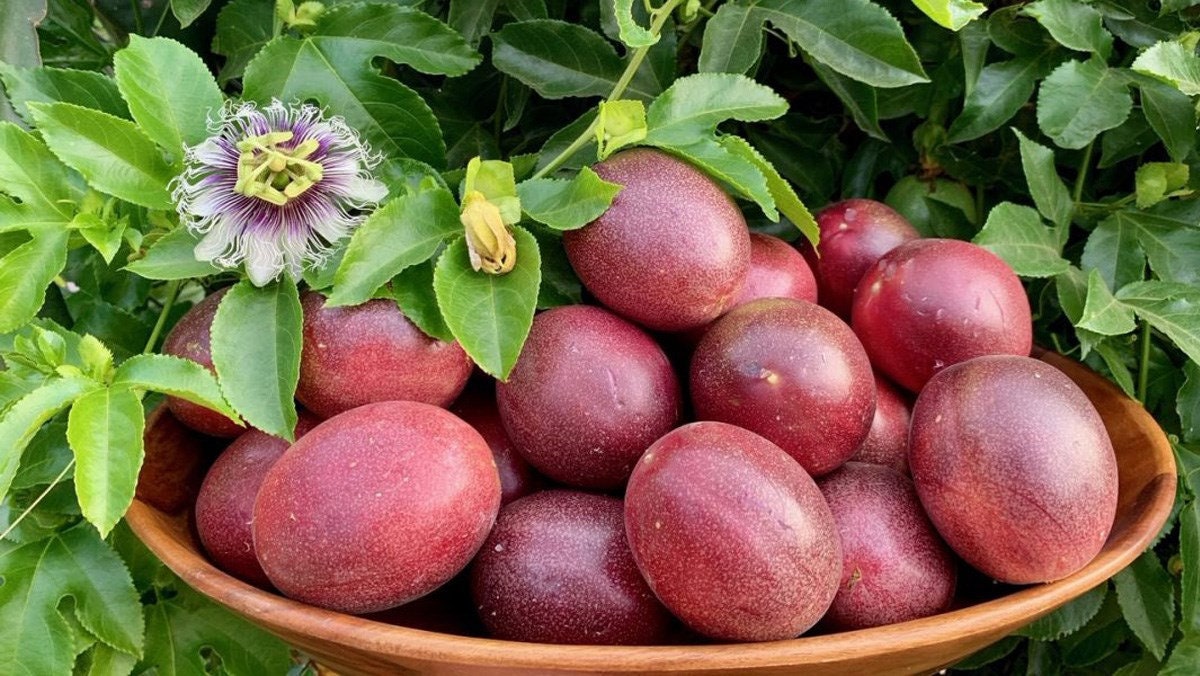 Purple Passion Fruit Seeds - Exotic Hawaiian Variety