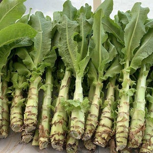 May include: A bunch of fresh green leafy vegetables with white stalks. The vegetables are arranged in a row on a white surface.