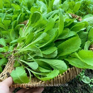 Asian vegetable - Mustard seeds - Green baby leaf Mustard - Cải bẹ xanh ăn non