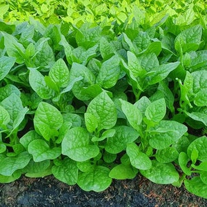 May include: A close-up view of a field of lush green Malabar spinach plants. The leaves are large and have a slightly crinkled texture.