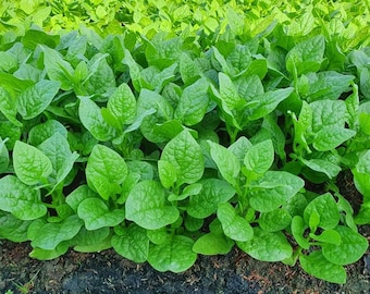 ASIAN VEGETABLE - Green Malabar Spinach seeds - Ceylon spinach - Hạt Mồng Tơi Xanh