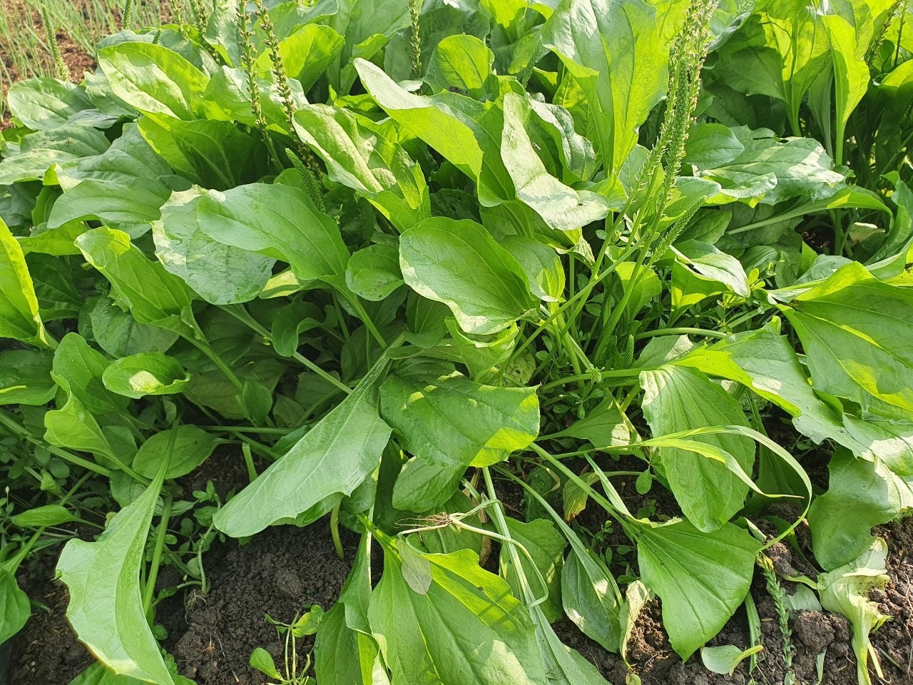 Plantago Major Seeds Broadleaf Plantain Perennial Edible Medicinal plantago-major-seeds-broadleaf-plantain-perennial-edible-medicinal
