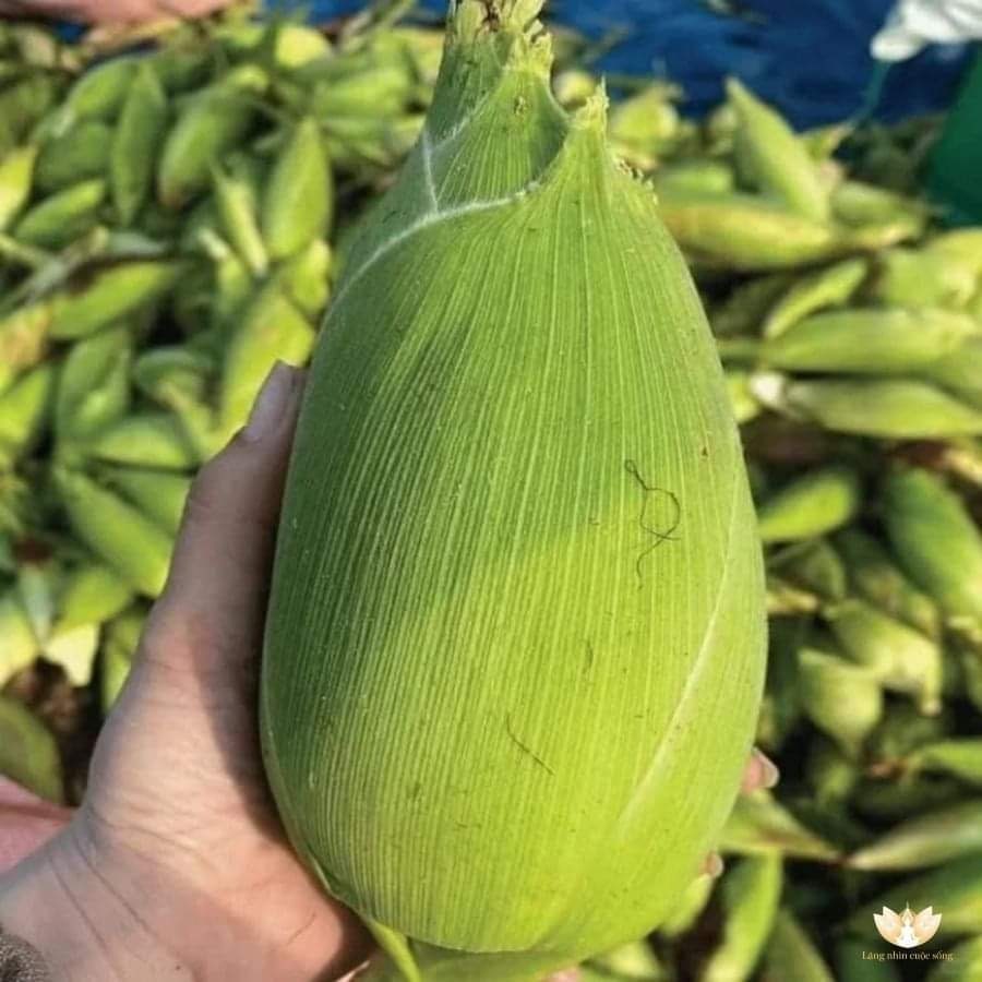 Waxy Rice Round Vietnamese Round White Waxy Corn Seeds - Bắp Nếp Nù Sữa - Etsy