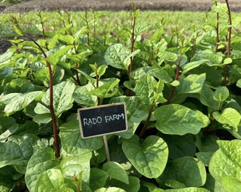 Red Malabar Spinach Seeds - Asian Vegetable - Mồng tơi tím/đỏ