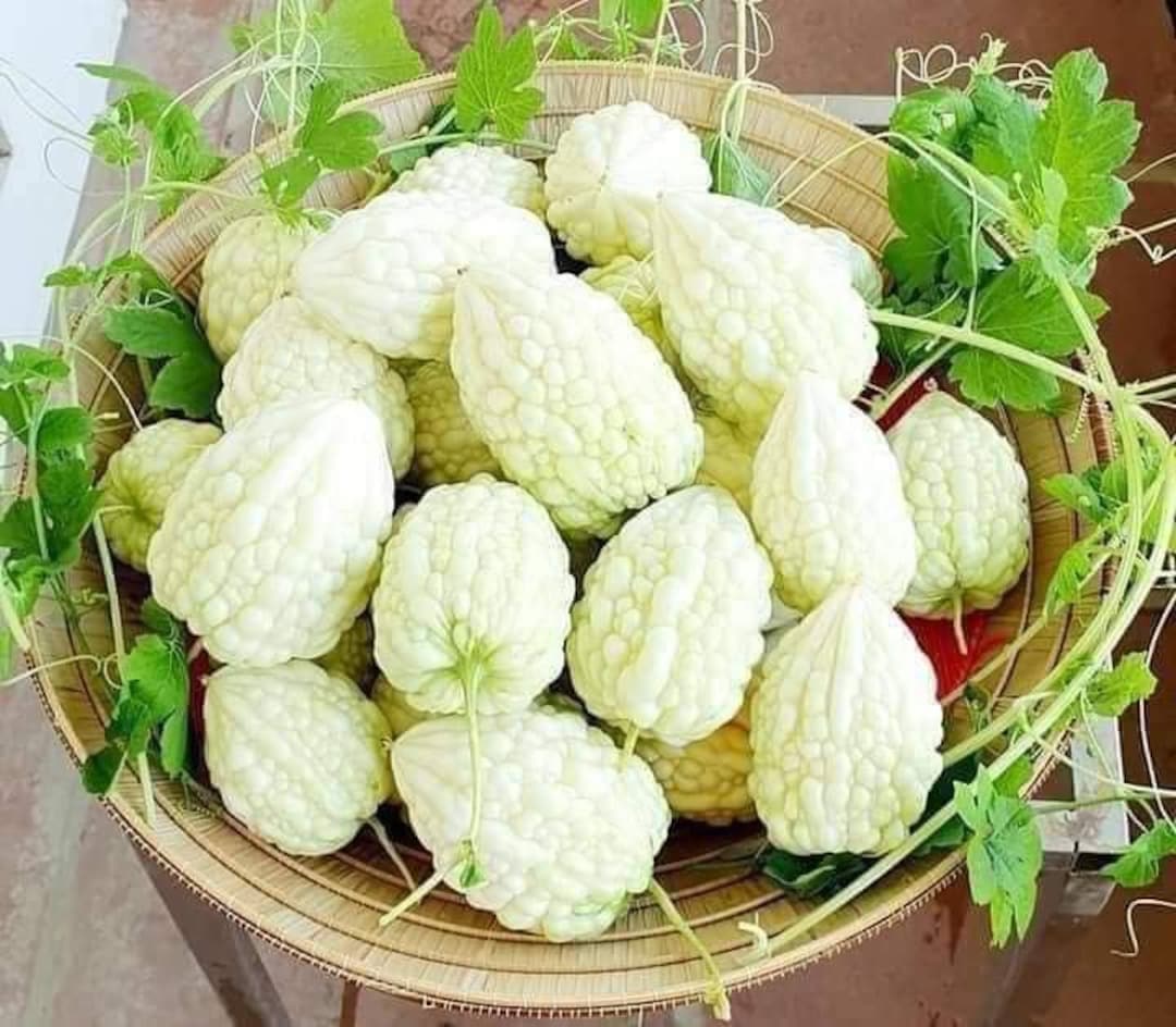 Taiwan White Apple Bitter Gourd Seeds - Khổ Qua Trái Tim/táo Trắng Đài