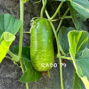May include: A green, striped gourd hanging from a vine with green leaves. The gourd is about 10 inches long and has a light green color with darker green stripes. The text "RADO 79" is visible on the gourd.