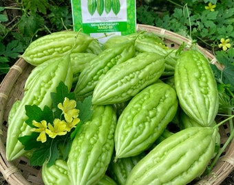 BITTER GOURD - Small Bitter Gourd F1 - Khổ qua trái ngắn F1