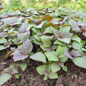 Asian herb -  Shiso Seeds - Vietnamese Perilla - Tía tô Việt Nam