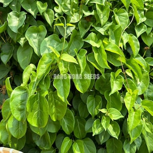 May include: A close-up of a lush green vine with heart-shaped leaves. The vine is growing up a wall and is covered in leaves. The leaves are a vibrant green and have a glossy finish. The vine is a popular choice for landscaping and can be used to create a natural wall or fence.