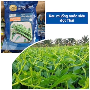 Asian Seeds- Thai Morning Glory, Chinese Water Spinach, Convolvulus Seeds, Rau Muong nước siêu đọt Thailand
