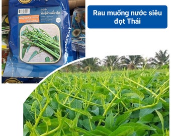 Asian Seeds- Thai Morning Glory, Chinese Water Spinach, Convolvulus Seeds, Rau Muong nước siêu đọt Thailand