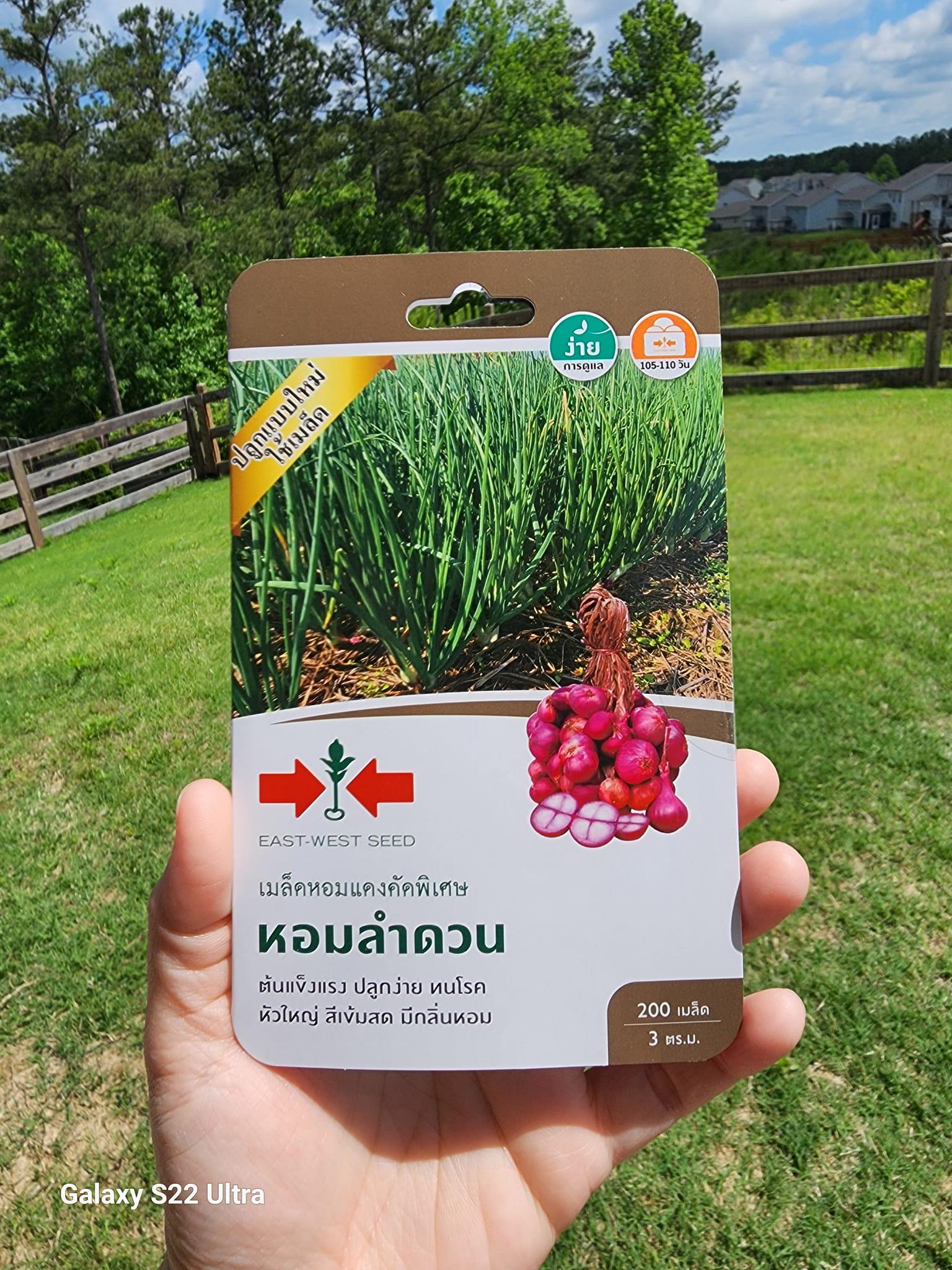 Thailand Red Onion Shallot Seeds - Asian Herb - Củ Hành Tím Thái Lan - Etsy