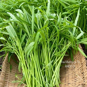 Bamboo Leaf Water Spinach Seeds: Kang Kong - Ong Choy