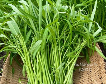 Bamboo Leaf Water Spinach Seeds: Kang Kong - Ong Choy - Rau muống lá tre, lá nhỏ