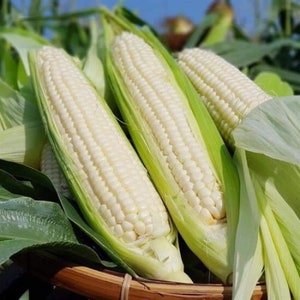 May include: Three white corn cobs with husks, showing the kernels. The corn is arranged in a basket with green leaves.
