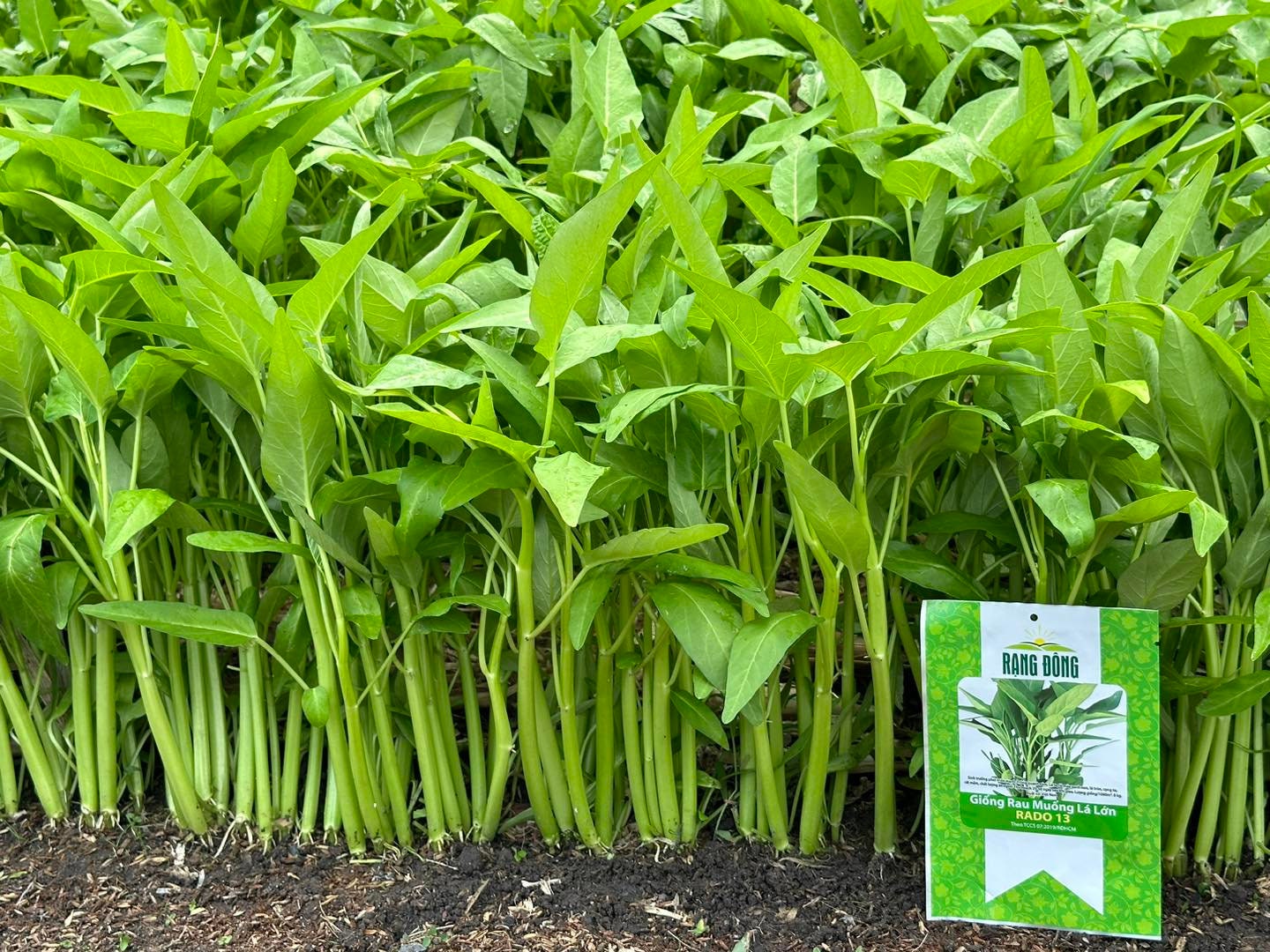 thumbnail image 2 of 100++ Organic Thai Water Spinach Seeds – Ong Choy, Kang Kong, Xin Cai – Rau Muống – USDA Zone 10 2 of 2