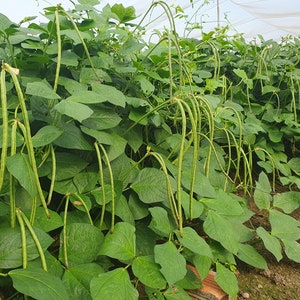 May include: A close-up of a field of green bean plants growing in a greenhouse. The plants are tall and have long, green beans hanging from them.