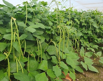 Bush Yard Long Green Bean Seeds - Đậu đũa bụi lùn