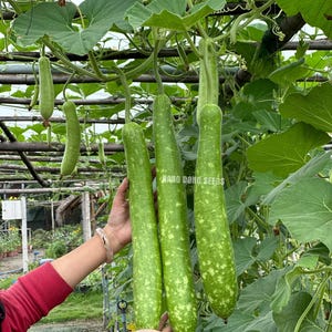 Asian squash - Long Bottle gourd seeds HYBRID  - Bầu sao trái dài F1 (HYBRID)