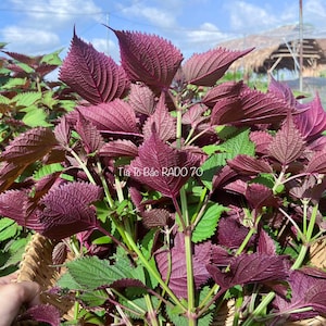 Asian herb -  Shiso Seeds - Vietnamese Perilla - Tía tô miền Bắc Việt Nam