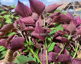 Asian herb -  Shiso Seeds - Vietnamese Perilla - Tía tô miền Bắc Việt Nam